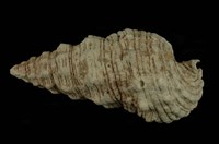 藏品(棘蟹守螺)的圖片